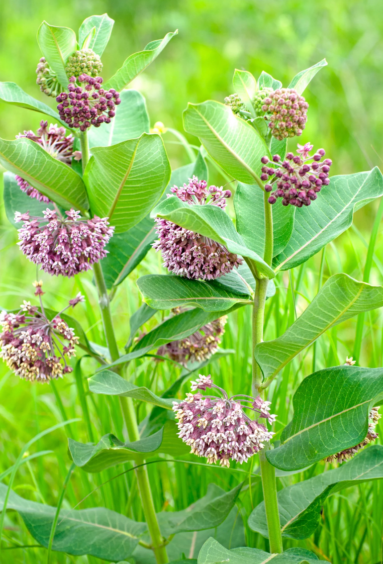 Milkweed Seeds